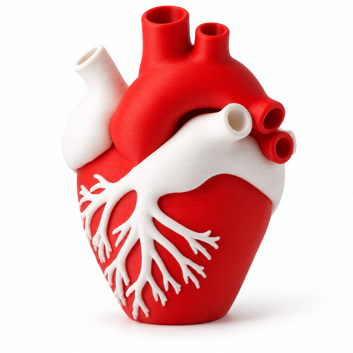 Anatomical Heart Vase – product view